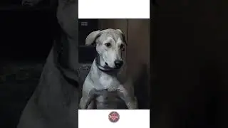😂 Non-Stop Meme Show | Best Desi Memes 😎 | Funny Meme Compilation | Trending Reels & Shorts | Ep.86