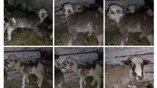 Откотилась наша овечка Машка принесла двух ягнят. Жизнь в деревне