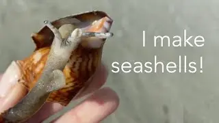 New seashell collectors watch this!