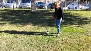 How to Pick Pecans Quickly