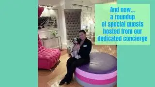 BRING FIDO   PETS LOVERS PACKAGE  BEACON HOTEL PET FRIENDLY HOTEL MIAMI BEACH