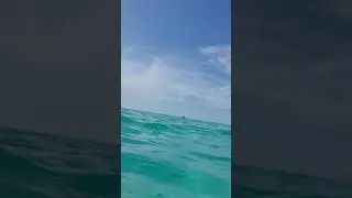 Under water explor cool shark terotori