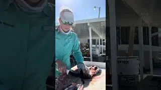 Filleting 2 Sheepshead #fishing #filet #florida #fish 