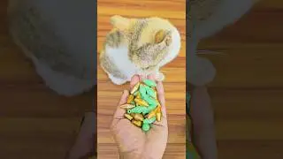 ASMR Satisfying 🌈 Cat Reverse Beads Moment | Oddly Relaxing & Calming #catvideos #cute #cat #funny