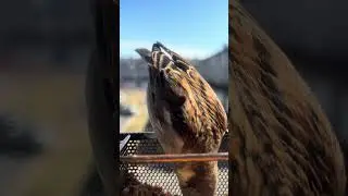 Bird feeder camera. Cute bird