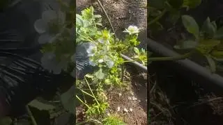 Falso frutto, i FIORI che si mangiano 😱🍓 #agricoltura #fragole #fioritura #farmers #shorts