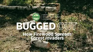 Bugged Out: How Firewood Spreads Forest Invaders
