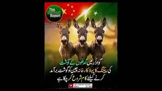 🇵🇰 Pakistan Opens First Donkey Meat Packaging Plant in Gwadar to Meet China's Demand! 🇨🇳