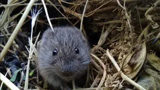 Vole mouse eating leaf, полевка в природе #vole #полевка #mouse #nature