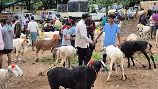 Ranebennur sheep and goats market update Every Sunday morning bazar Karnataka India