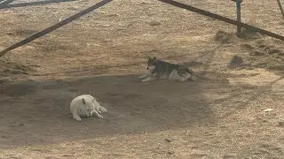 Cool Wolf and Tiger photos 