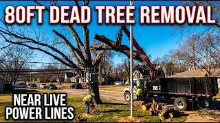 Masters Tree Care Experts - Kansas City