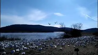 Spectacular snow goose migration