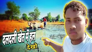 ✅Ancient Farming Skills! Daldali Khet me Bailo ka Kamaal 😮💯🌾✅