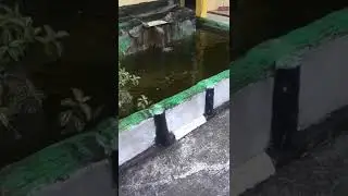 Memberi pakan ikan ||kolam ikan peliharaa#shorts