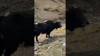 yak animal sound #himalayan #animals #viral