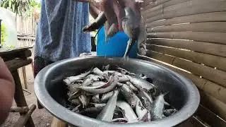 for today video mga idol i mag isdang paksiw tayo ng tamban or kung tawagin dito sa amin mangsi