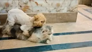 Peke Male Mating Peke Female Cat || Calicoo Cat Mating #matingcat #persian #catlover