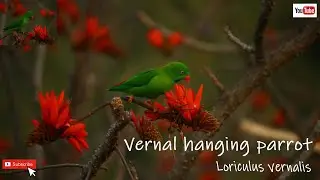 Bird's call / vernal hanging parrot (Loriculus vernalis)