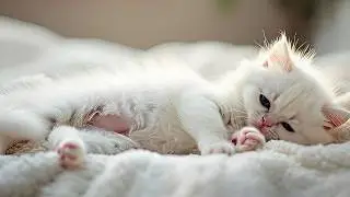 3 Talking Kittens That Will Melt Your Heart 😻💖