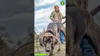 Plott Hound Unique Scent Hound From united States 25/100 #PawsomeDogs