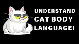 Understanding Cat Body Language | Decode What Your Cat is Telling You