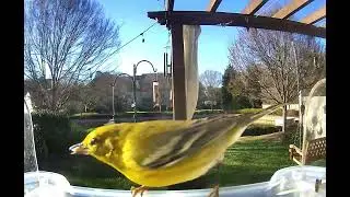 Pine Warbler coming to my ClearView Deluxe Window Bird Feeder
