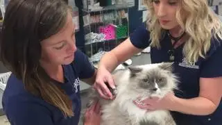 Animal Specialty Hospital of Florida