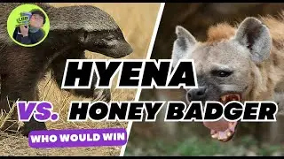 Who Would Win |Hyena vs Honey Badger: The Ultimate Showdown! | LBB Reading Club