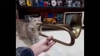 CAT MUSİC #memes
