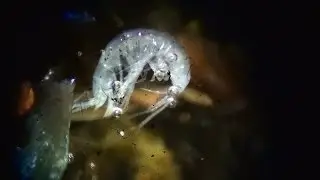 STOP KILLING MACROINVERTEBRATES ! Niphargus