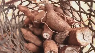 Lead found in two organic snack brands