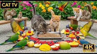 Birds for Cats 😻🦜 Bright Songbirds & Tranquil Nature Moments to Help Your Cat Feel Peaceful