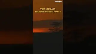The Jackals: Shadows of the Savannah #travel #wildlife #jackal #shadow #savannah #animals #shorts