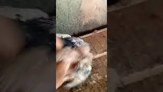 #viralvideo February 29 بچا مرگے star pigeon club video on YouTube vairal video 2024