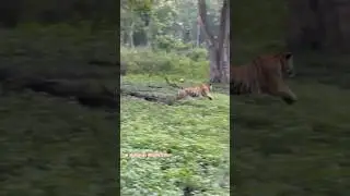 Wayanad : Muthanga Wild Life Safari