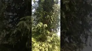 Lost in the Woods of Himachal Pradesh