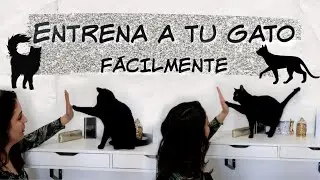ENSE&Ntilde;A A TU GATO A DARTE LA PATA!! ENTRENAMIENTO PARA GATOS SENCILLO// #GATOS