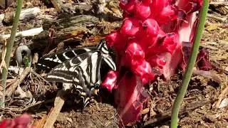 Butterfly on a Snow Plant, Sarcodes Sanguinea