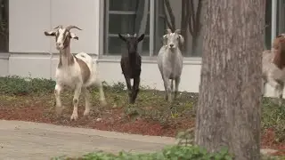 Anyone lose a goat or four?  We found them near the Sam Houston Parkway!