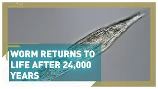 Worm returns to life after 24,000 years