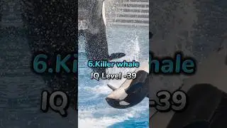 Top 10 most intelligent animals in the world #youtubeshorts #viral  #ytshorts #intelligentanimals
