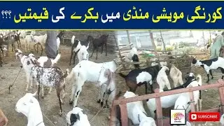 Karachi Bakra Mandi | Goat prices in Karachi Market | Eiduladha 2024 Spacial