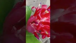 മറഞ്ഞുപോയ പൂക്കൾ #flowers #coloers #beautiful #nature 