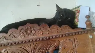 Helping Stray Cat🐱🏠 😮❤🐈 Watch the Hilarious Reaction of My Angry Pet Cat