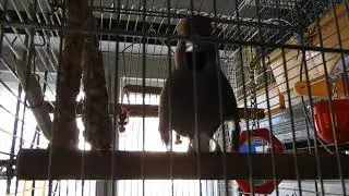 Rescued bird - Hawfinch male courtship singing 2.