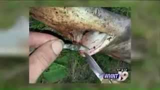 Family finds shark in the Tennessee River near Talucah Landing