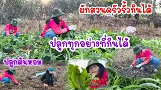 ผักสวนครัวรั้วกินได้หลังบ้านครัวชายทุ่ง