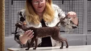 CFA International Cat Show 2017 - Championship Cornish Rex
