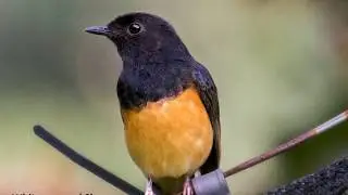 Hawaii Birds  Part2  Mar2018